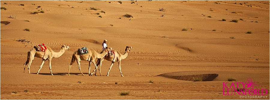 Wahiba Sands camels